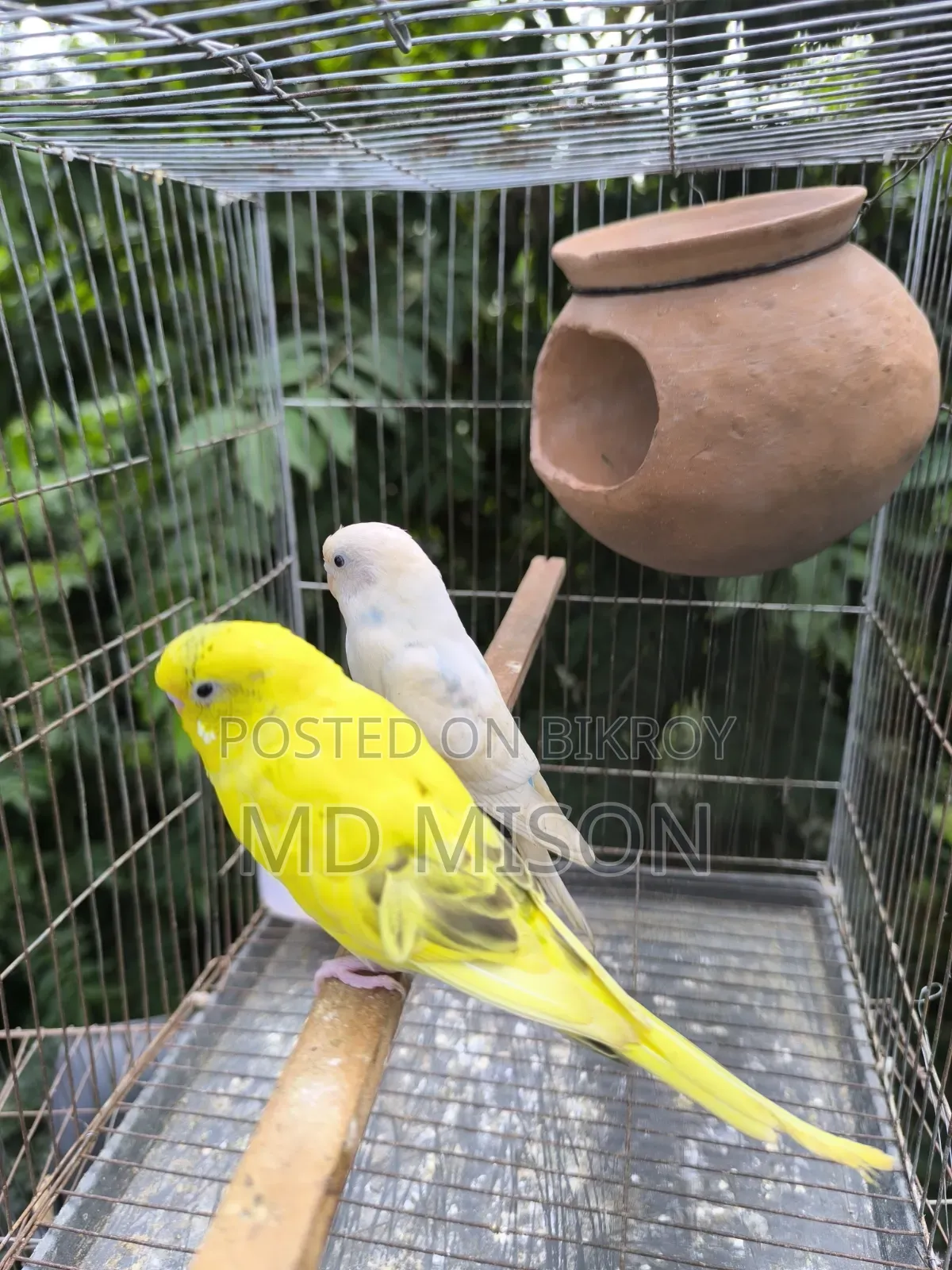 ২ জোড়া বাজরিগার পাখি বিক্রিয় করা হবে সব সহ