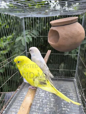 ২ জোড়া বাজরিগার পাখি বিক্রিয় করা হবে সব সহ