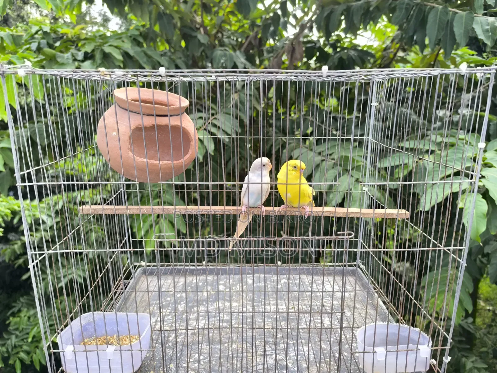 ২ জোড়া বাজরিগার পাখি বিক্রিয় করা হবে সব সহ