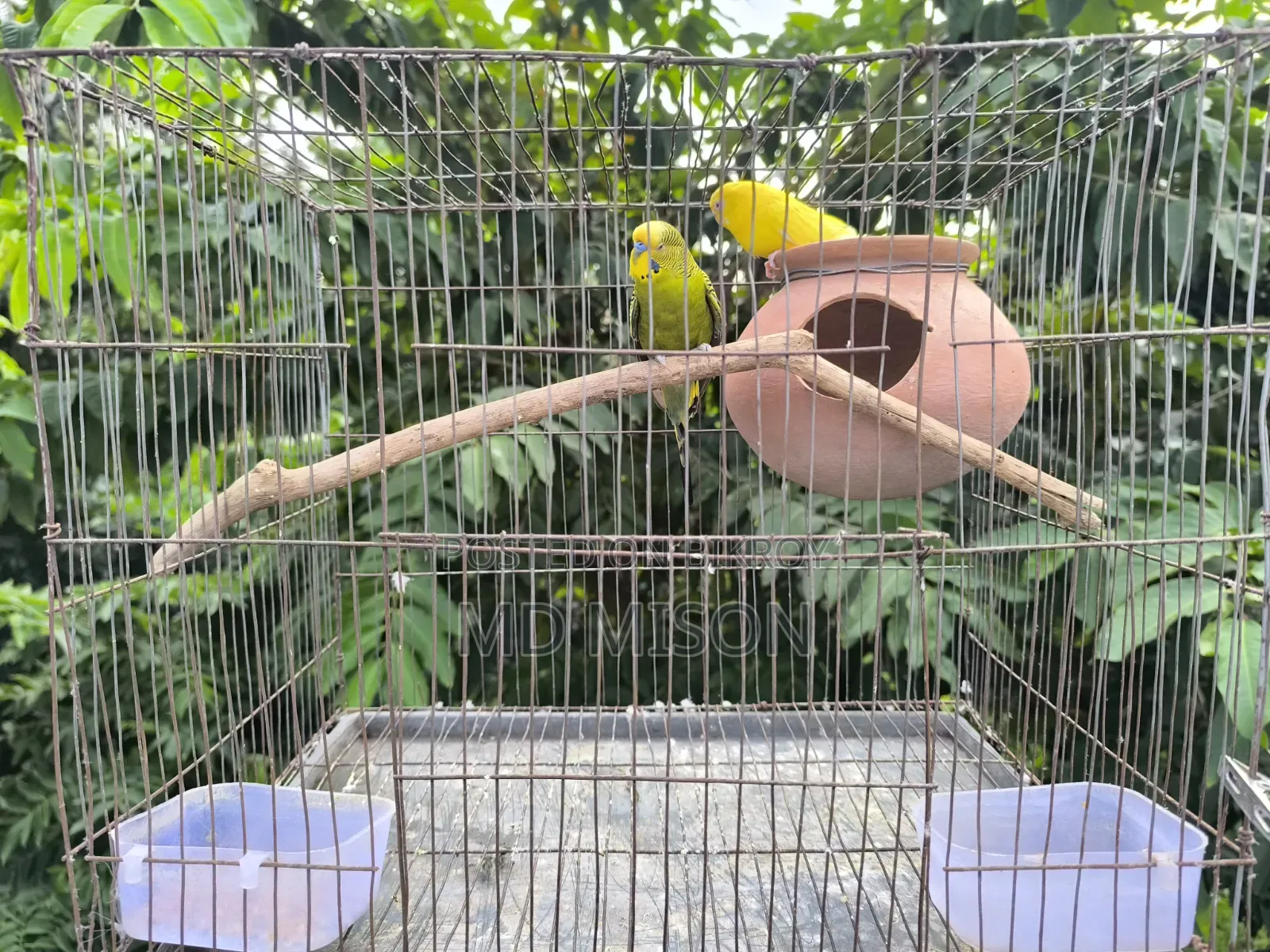 ২ জোড়া বাজরিগার পাখি বিক্রিয় করা হবে সব সহ