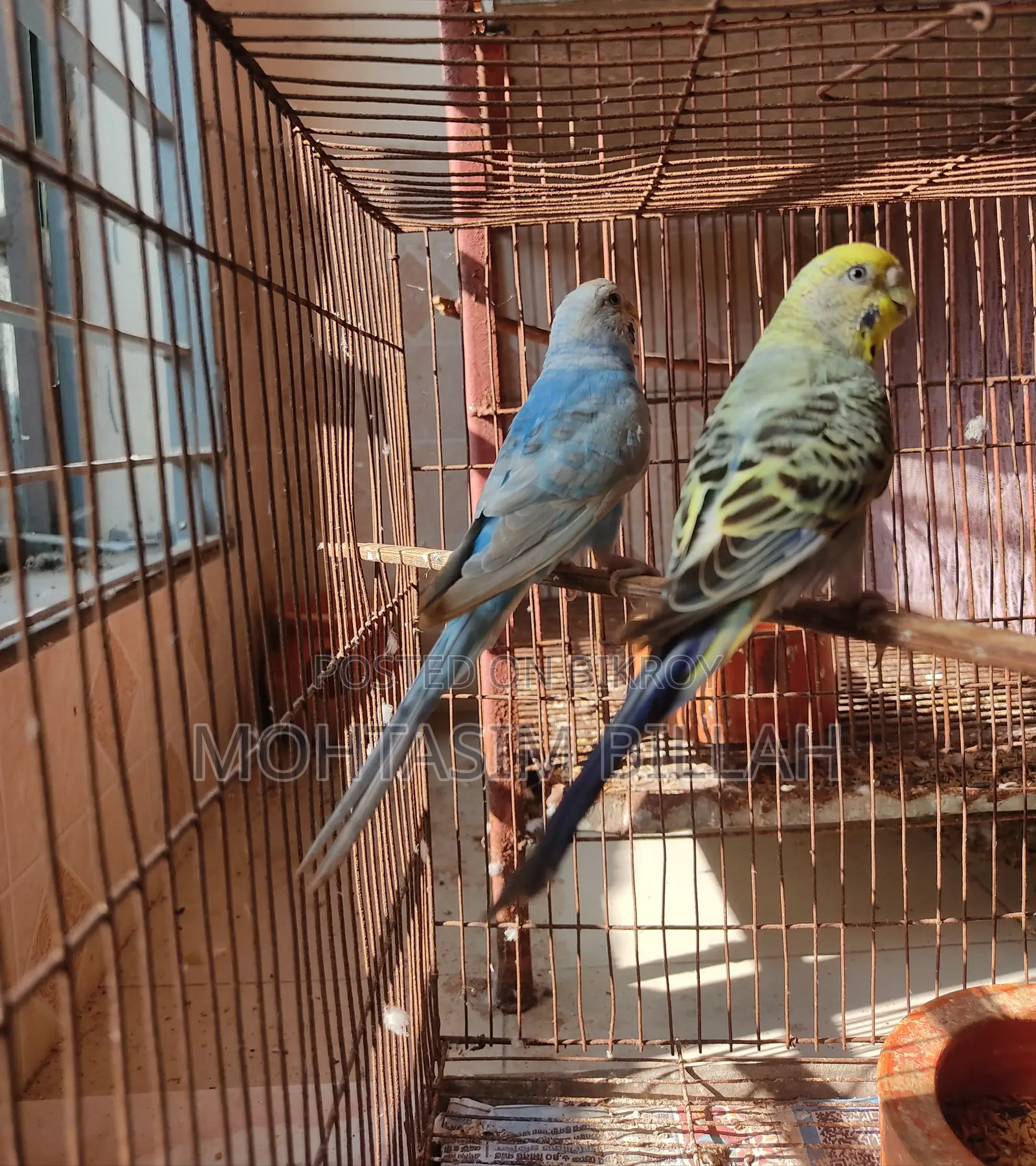 ২ ফিমেল বাজিগার ফর সেল