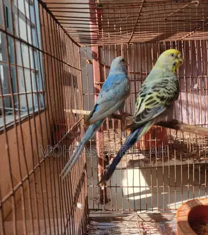 ২ ফিমেল বাজিগার ফর সেল