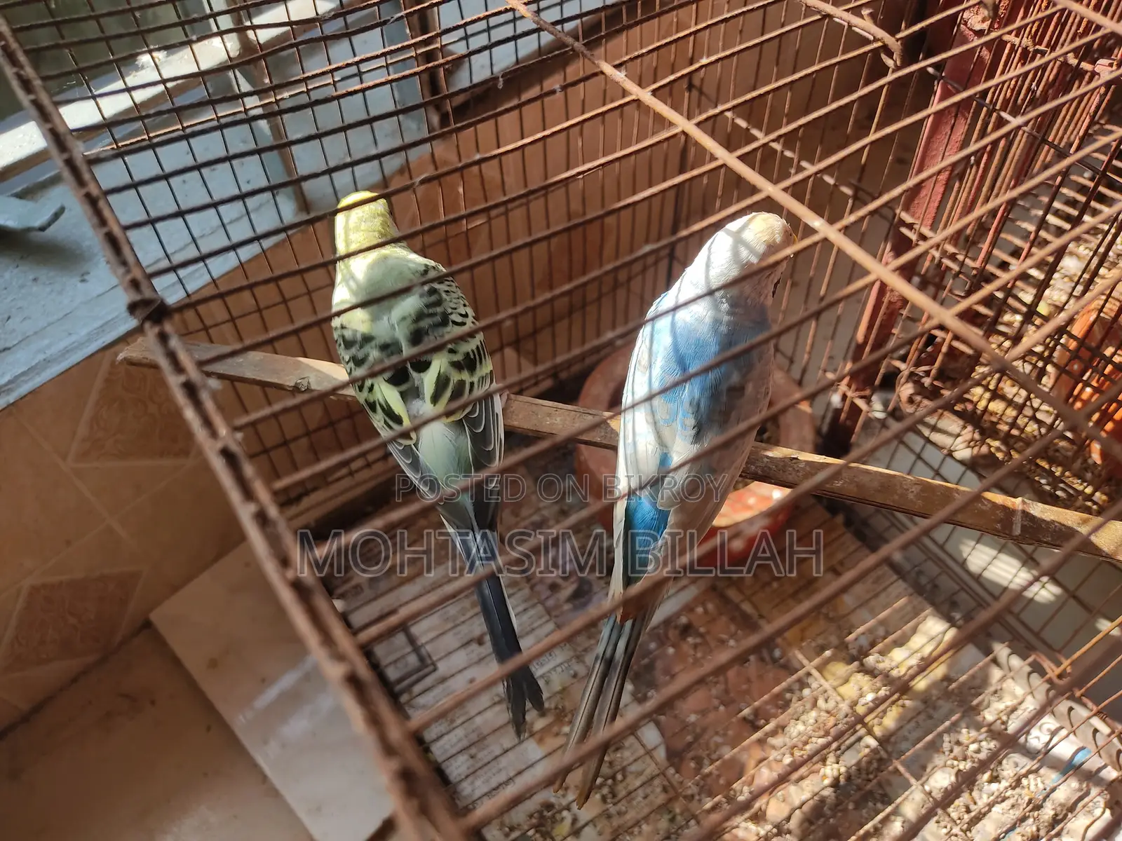 ২ ফিমেল বাজিগার ফর সেল