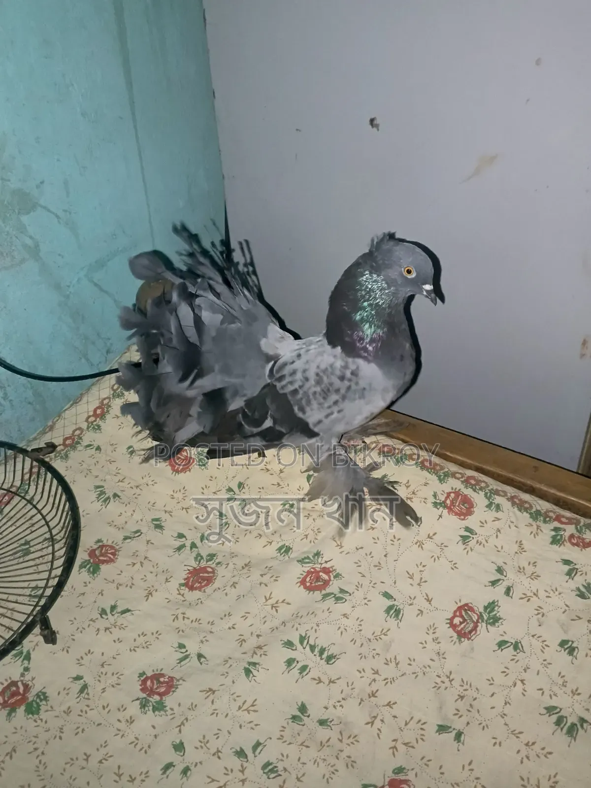 A black Laksha male pigeon will be sold