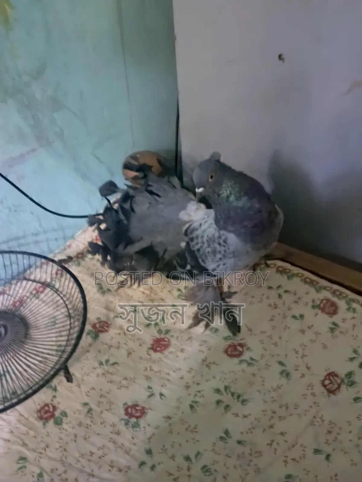 A black Laksha male pigeon will be sold
