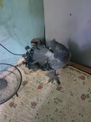 A black Laksha male pigeon will be sold