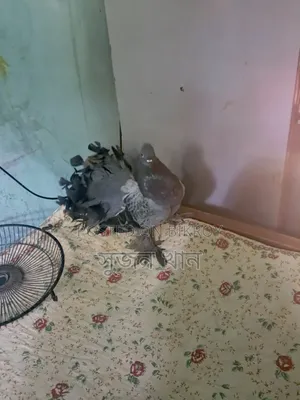 A black Laksha male pigeon will be sold