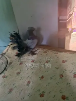 A black Laksha male pigeon will be sold