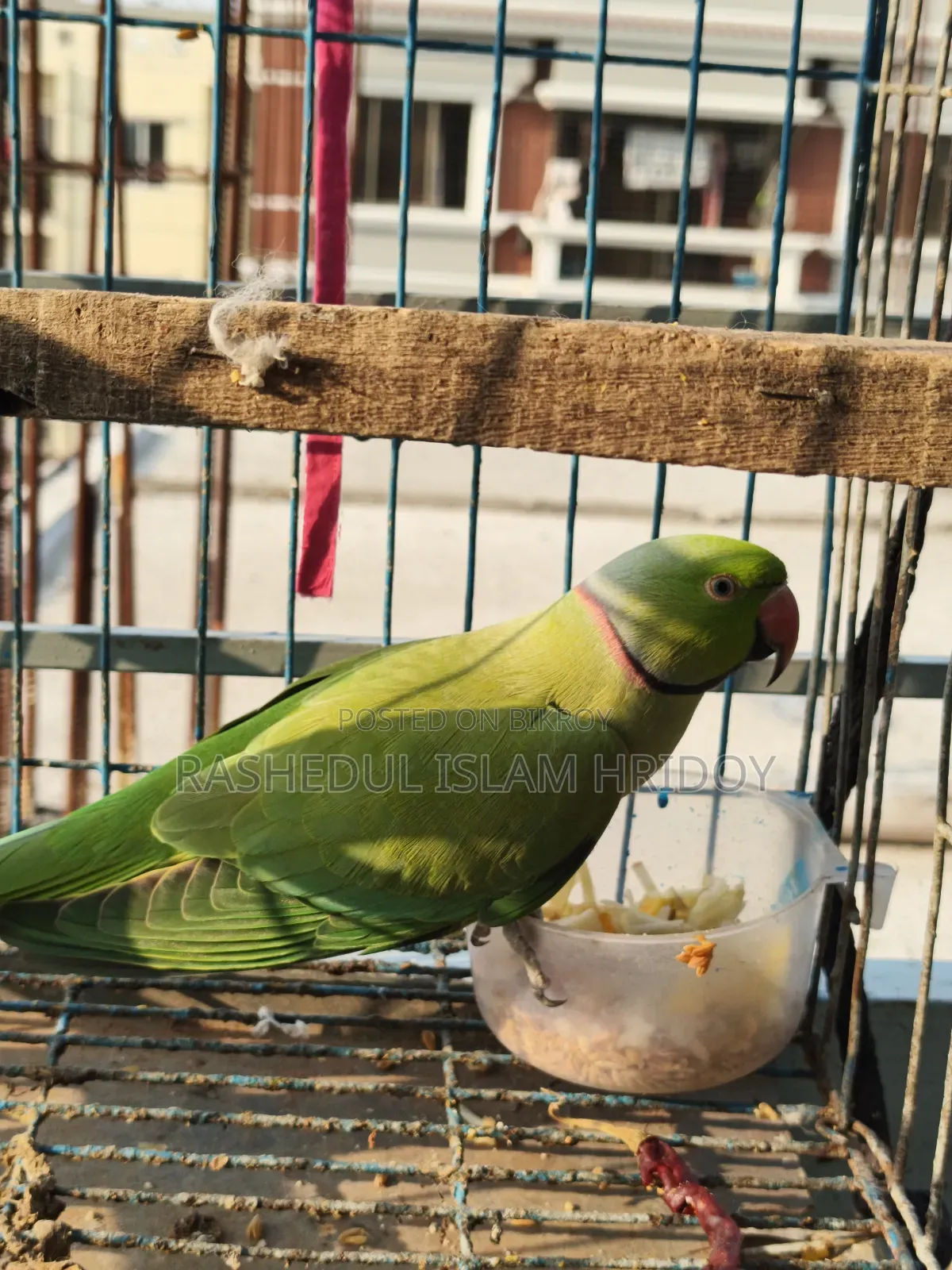 আমার শখের টিয়া