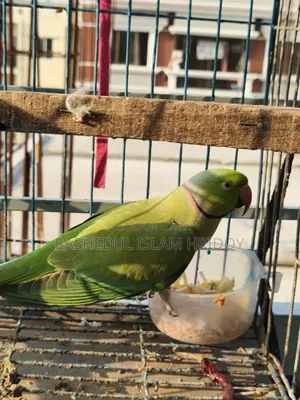 আমার শখের টিয়া