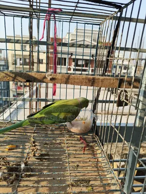 আমার শখের টিয়া