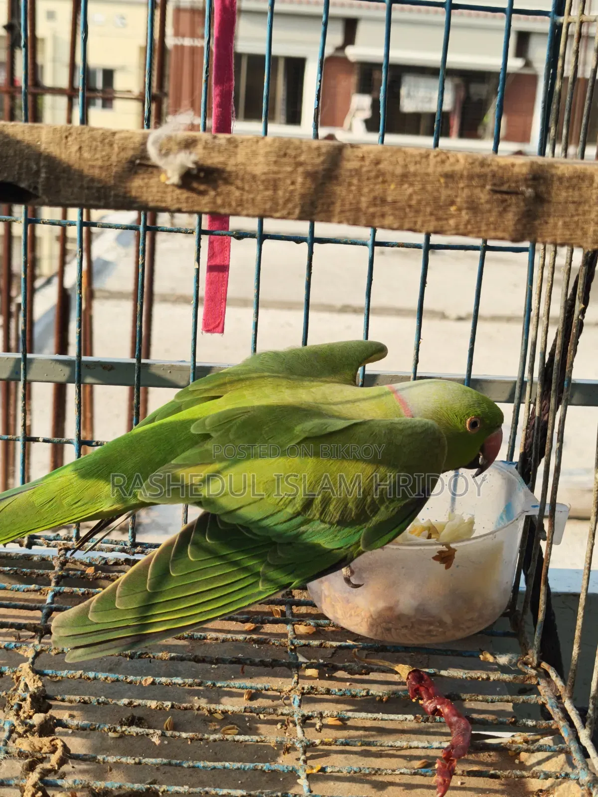 আমার শখের টিয়া