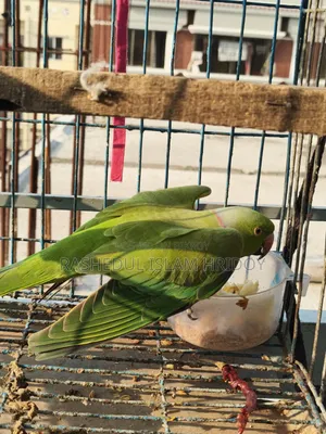 আমার শখের টিয়া