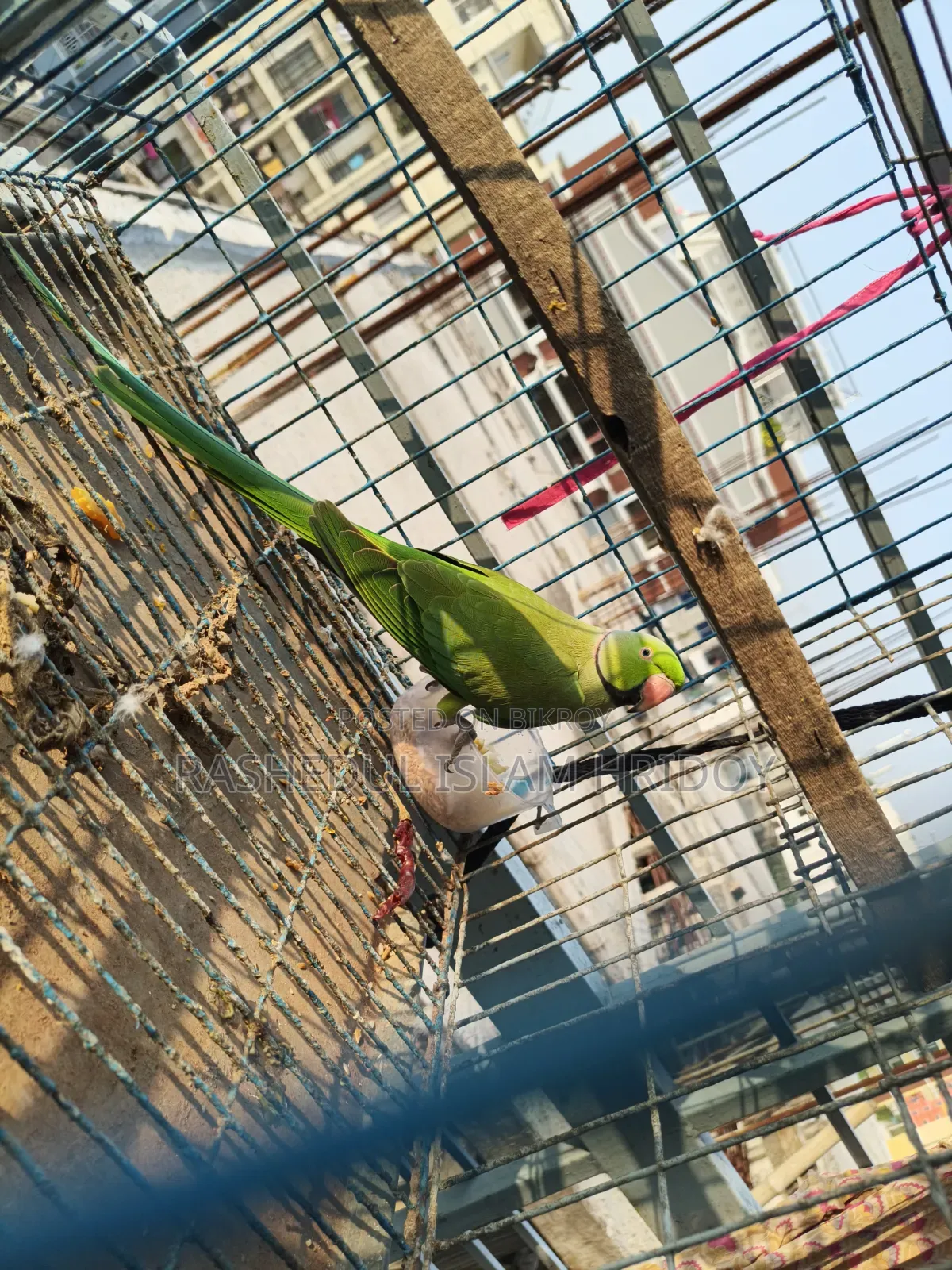 আমার শখের টিয়া