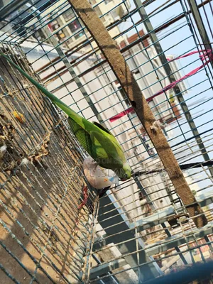 আমার শখের টিয়া