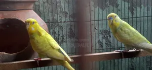প্রেগন্যান্ট বাজিগার পাখি বিক্রি হবে