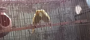 প্রেগন্যান্ট বাজিগার পাখি বিক্রি হবে