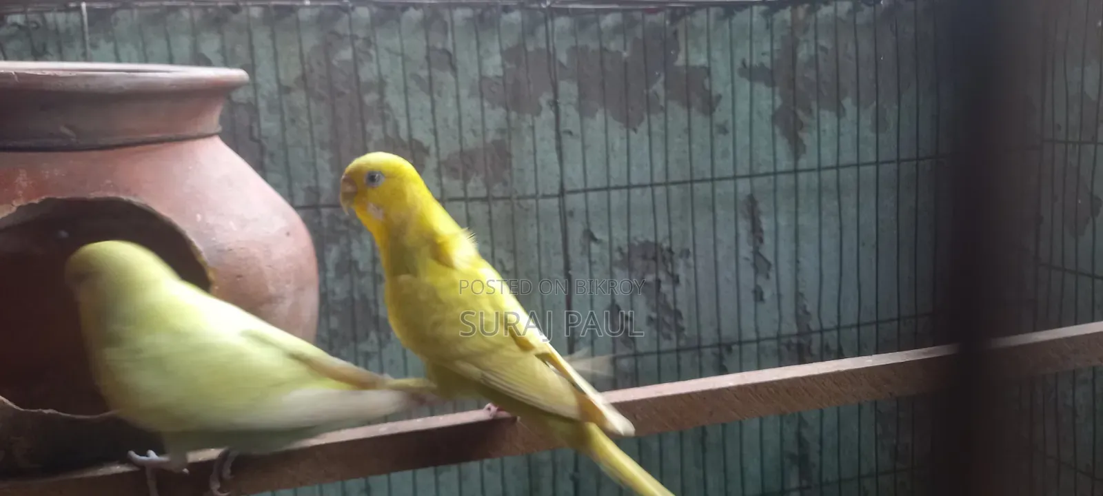 প্রেগন্যান্ট বাজিগার পাখি বিক্রি হবে