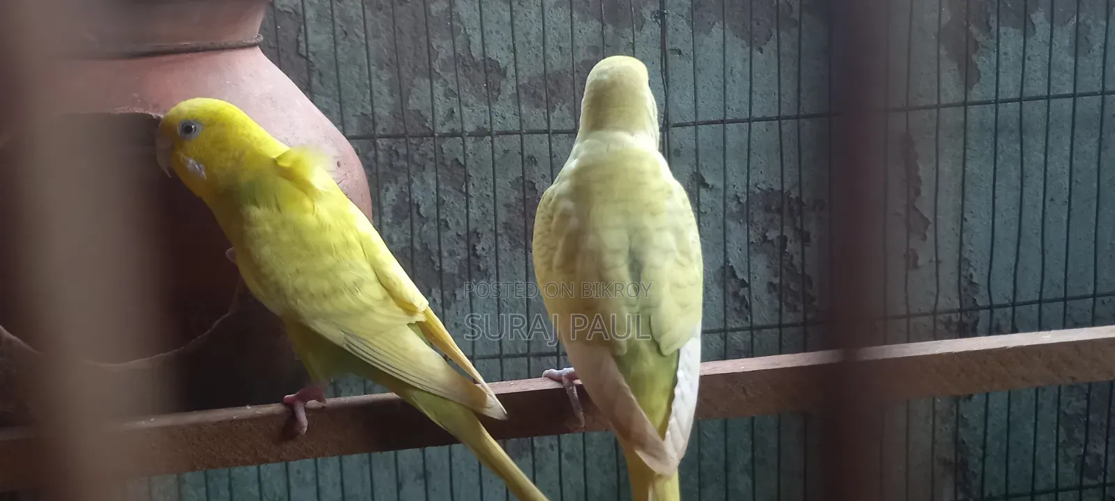 প্রেগন্যান্ট বাজিগার পাখি বিক্রি হবে