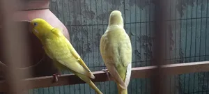 প্রেগন্যান্ট বাজিগার পাখি বিক্রি হবে