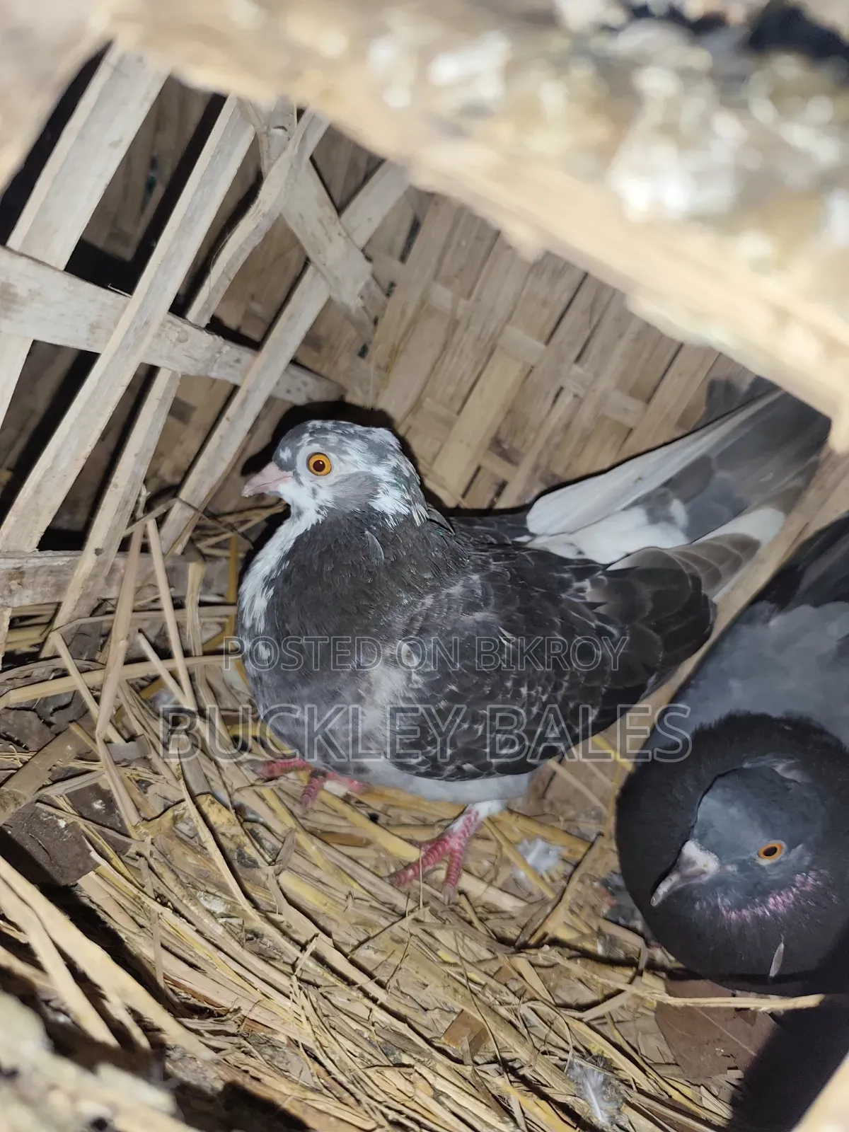 Pigeon / Dove Sale