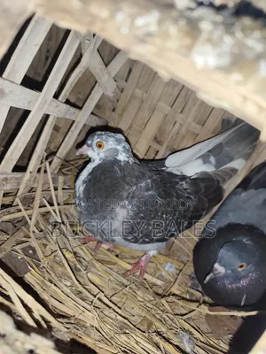 Pigeon / Dove Sale