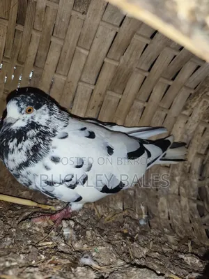 Pigeon / Dove Sale