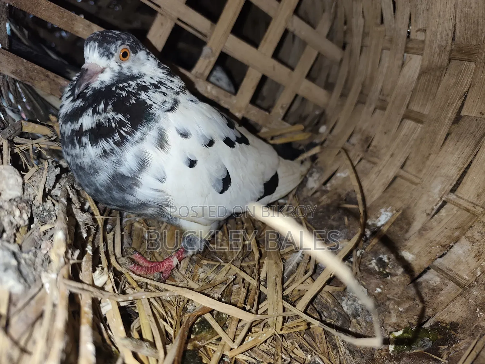 Pigeon / Dove Sale