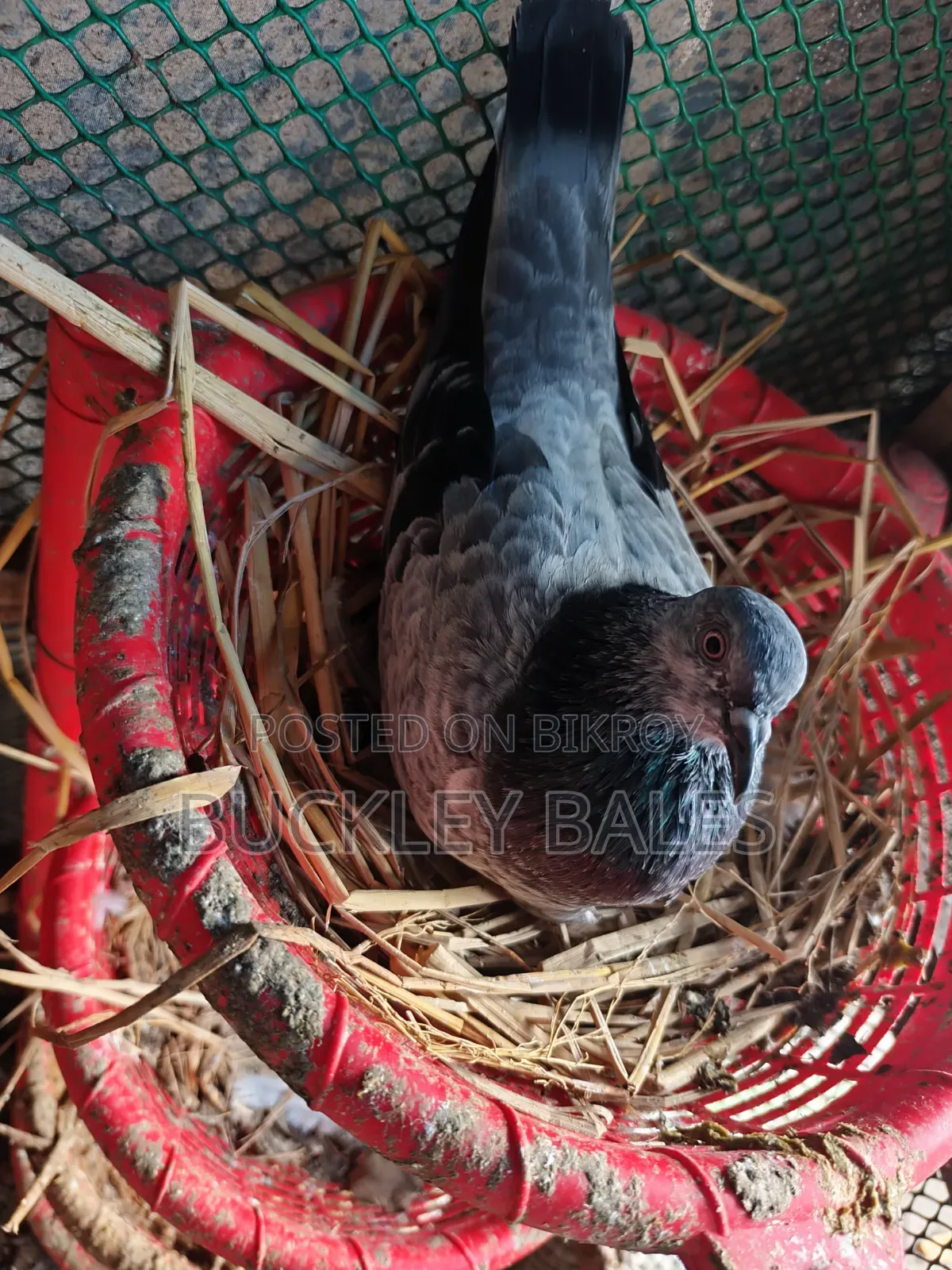Pigeon / Dove Sale
