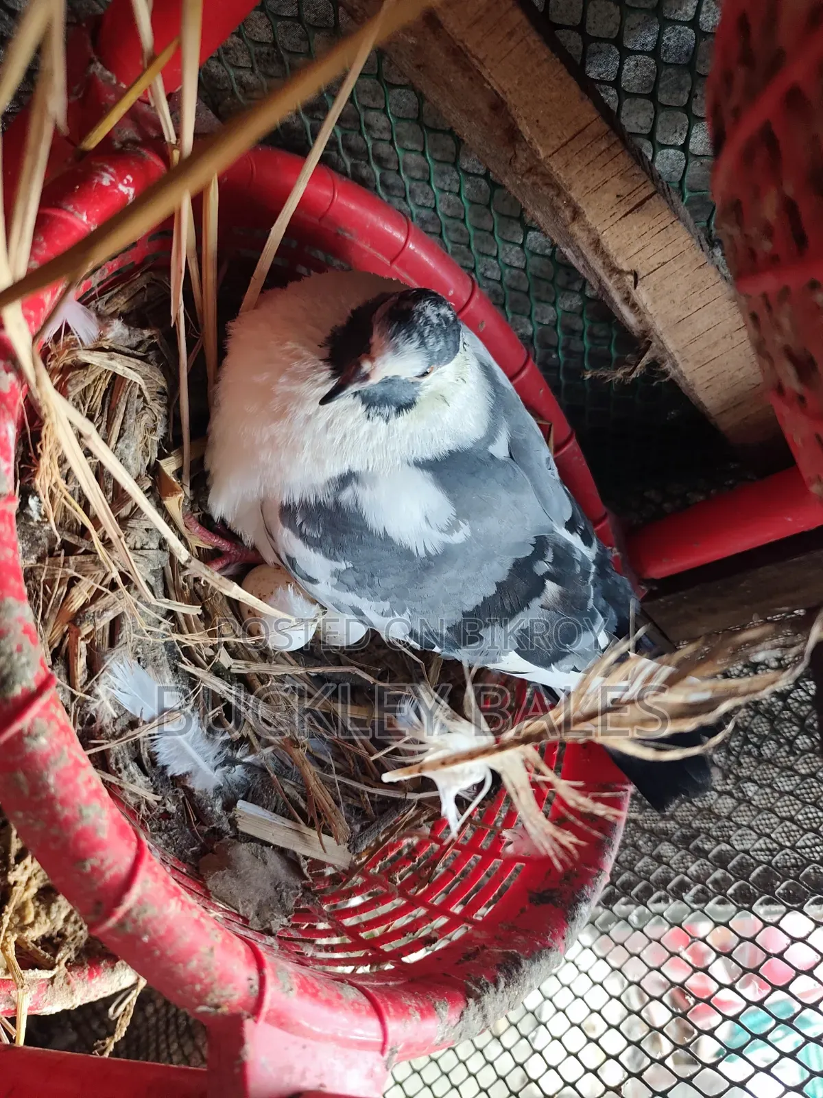 Pigeon / Dove Sale