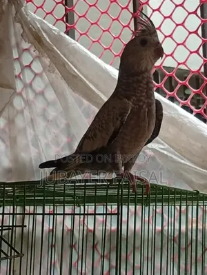 ককটেল পাখি বিক্রয় হবে!!