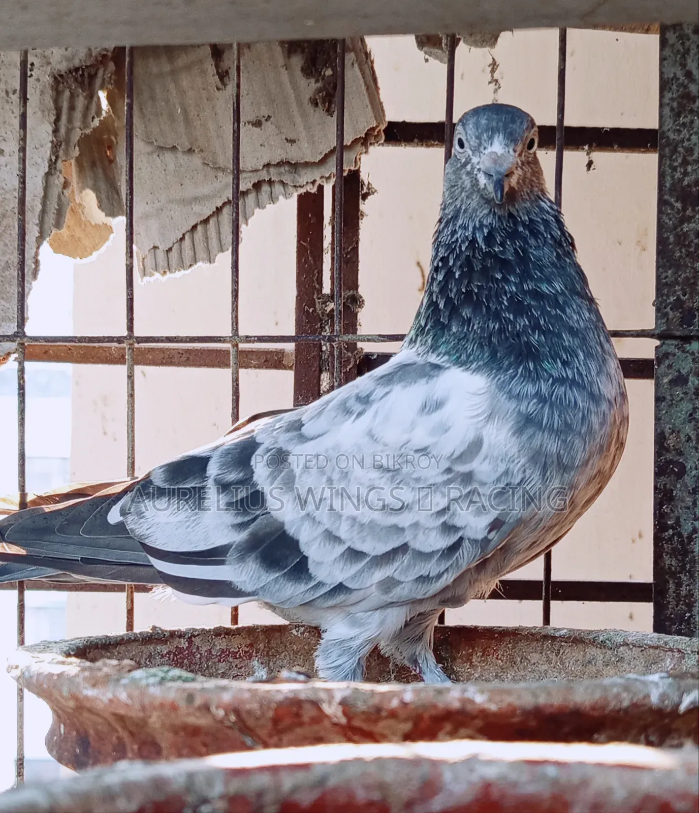 High Flyer Silver Giribaj Pigeon 1 Pair for Sale