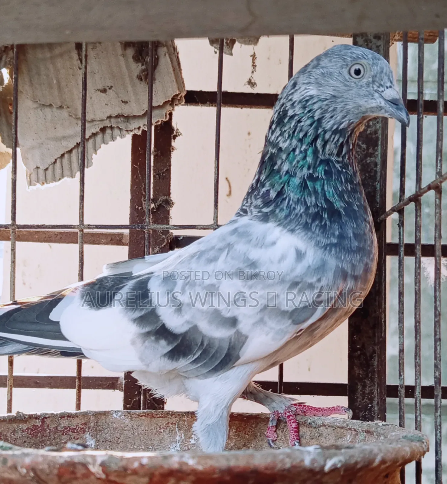 High Flyer Silver Giribaj Pigeon 1 Pair for Sale