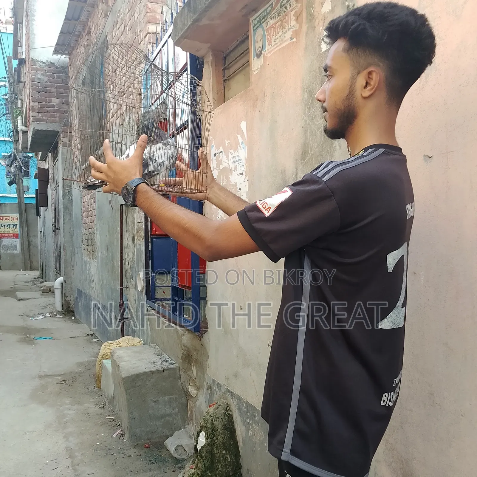 Want to buy a lot of pigeons, Dhaka, Narayanganj