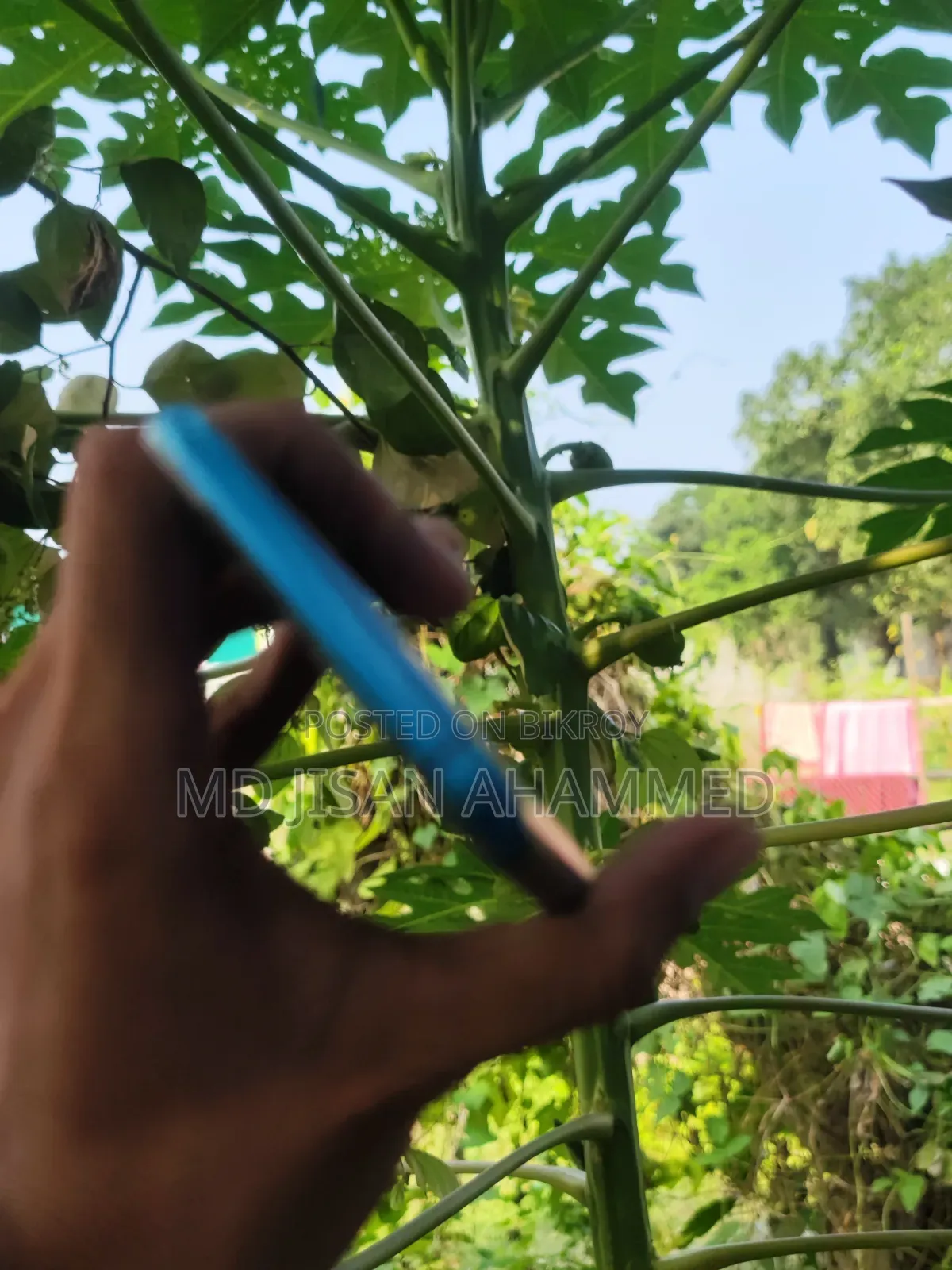 Oppo Reno Ace 256 GB Blue