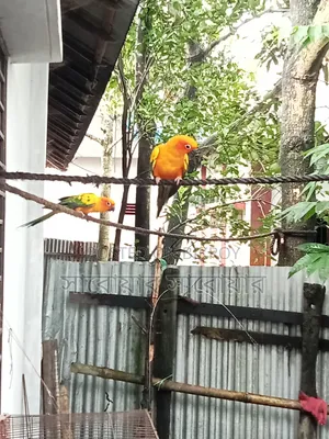 Tame Sun Conure Bird