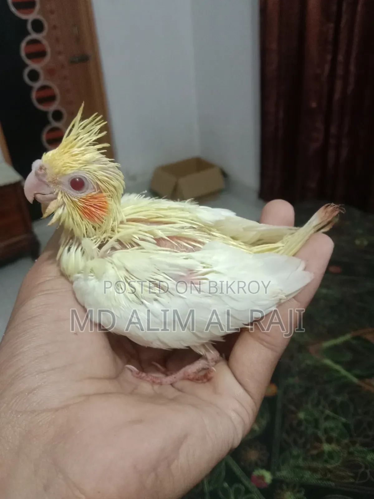 কোকাটেল পাখির টেম সাইজ বাচ্চা