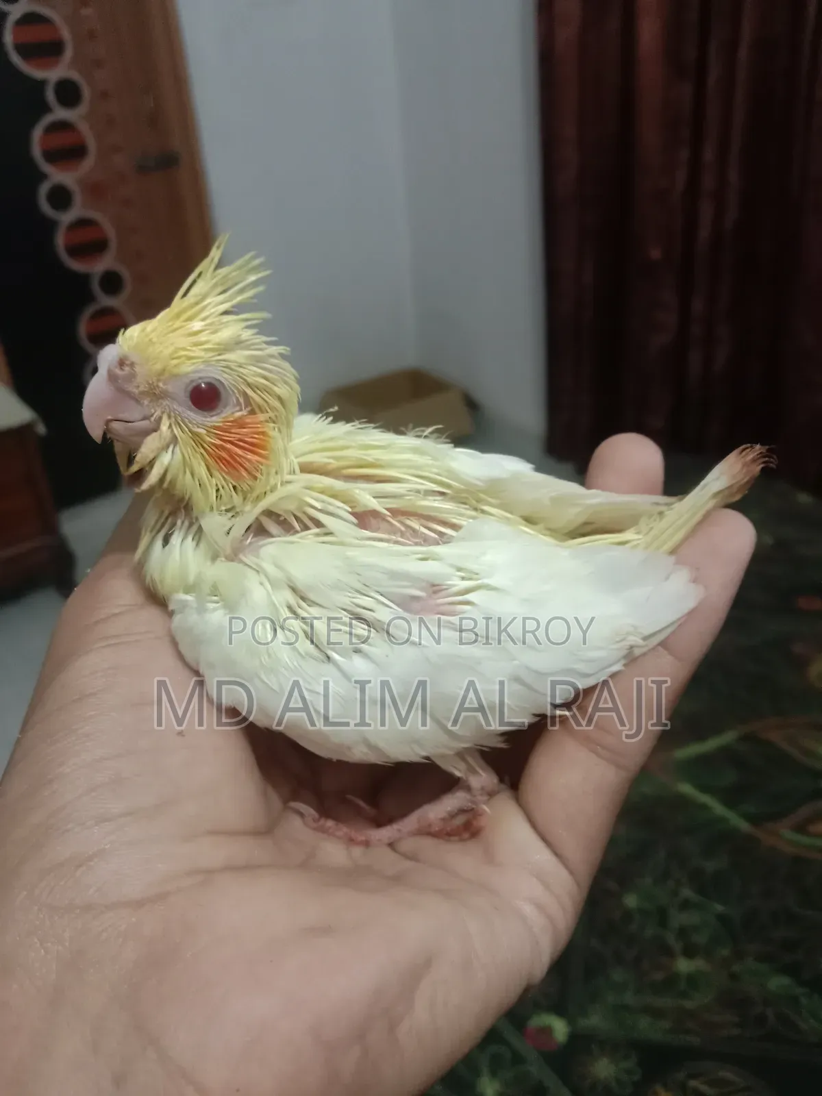 কোকাটেল পাখির টেম সাইজ বাচ্চা