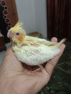 কোকাটেল পাখির টেম সাইজ বাচ্চা