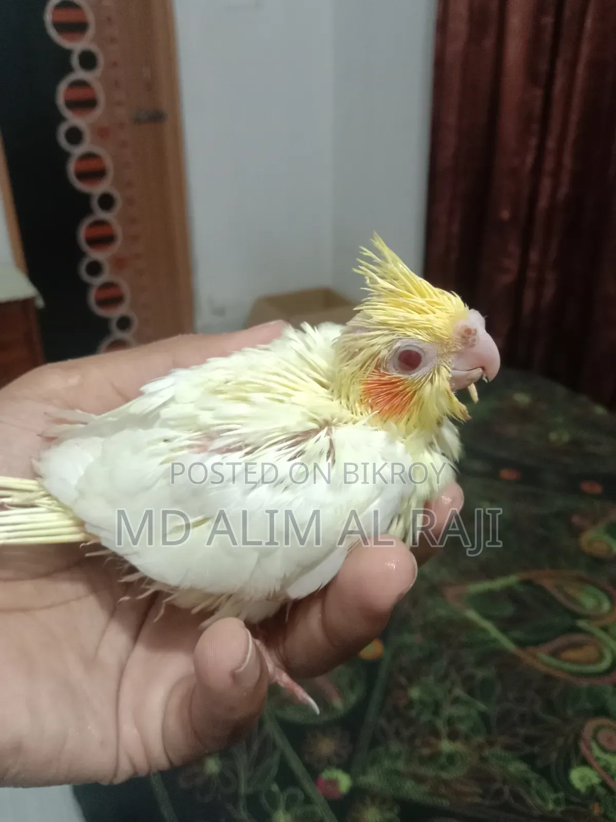 কোকাটেল পাখির টেম সাইজ বাচ্চা