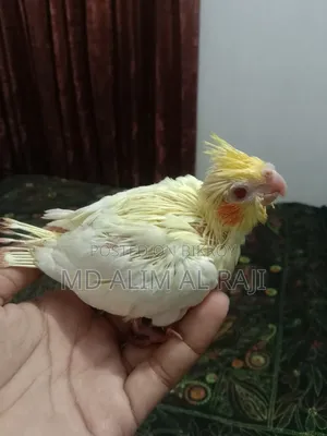 কোকাটেল পাখির টেম সাইজ বাচ্চা
