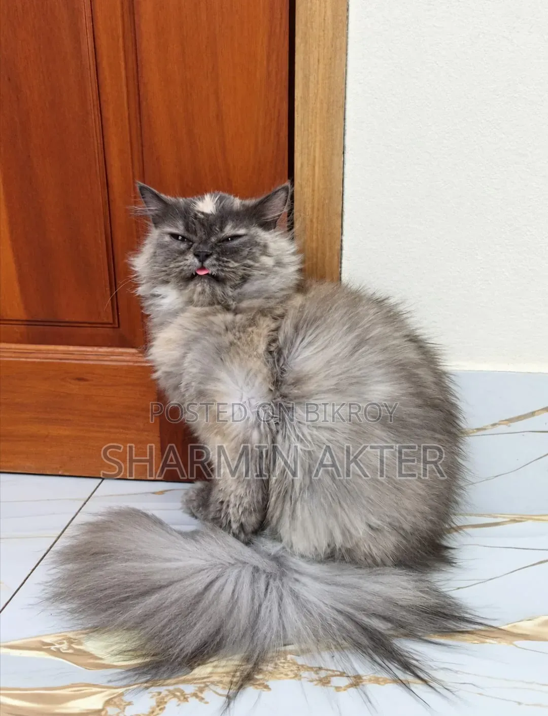 ৩-৬ মাসের ফিমেল পিওরব্রেড পার্সিয়ান