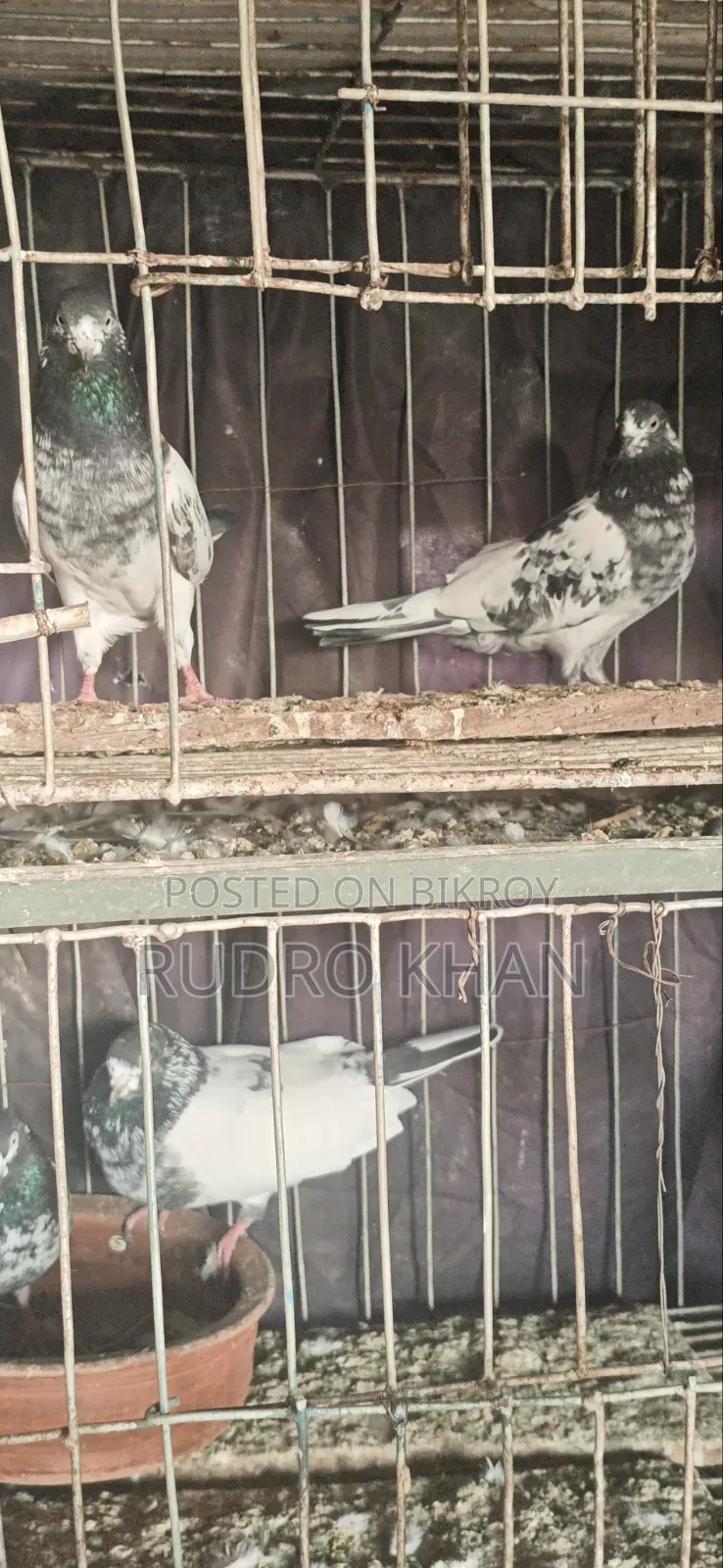 Foreign Pigeons