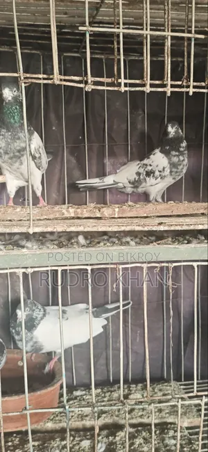 Foreign Pigeons