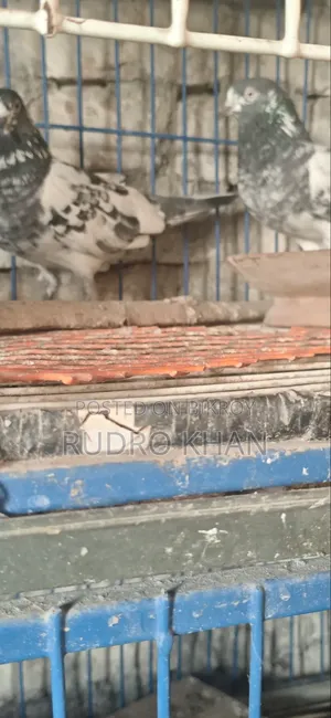 Foreign Pigeons