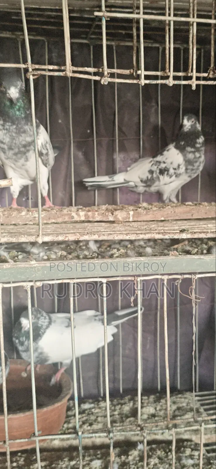 Foreign Pigeons
