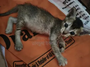 0-1 month Female Mixed Breed Bengal