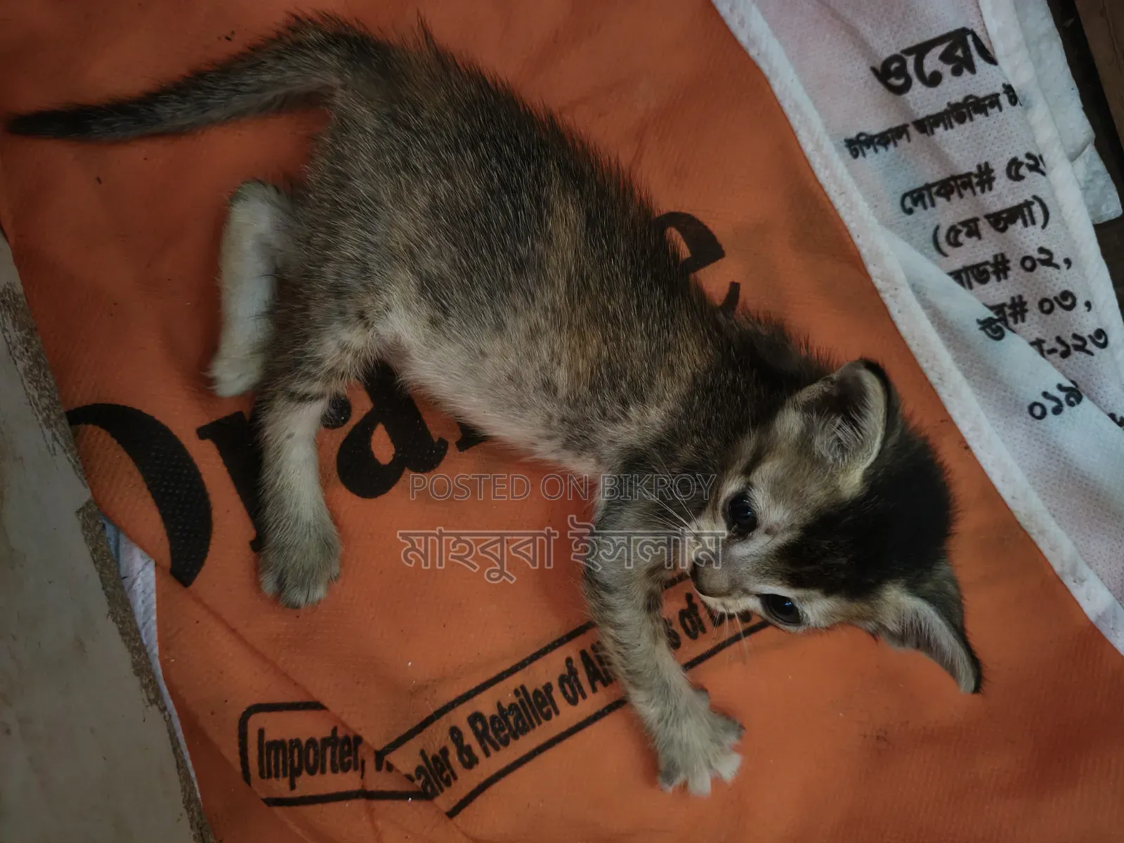0-1 month Female Mixed Breed Bengal