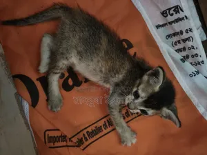0-1 month Female Mixed Breed Bengal