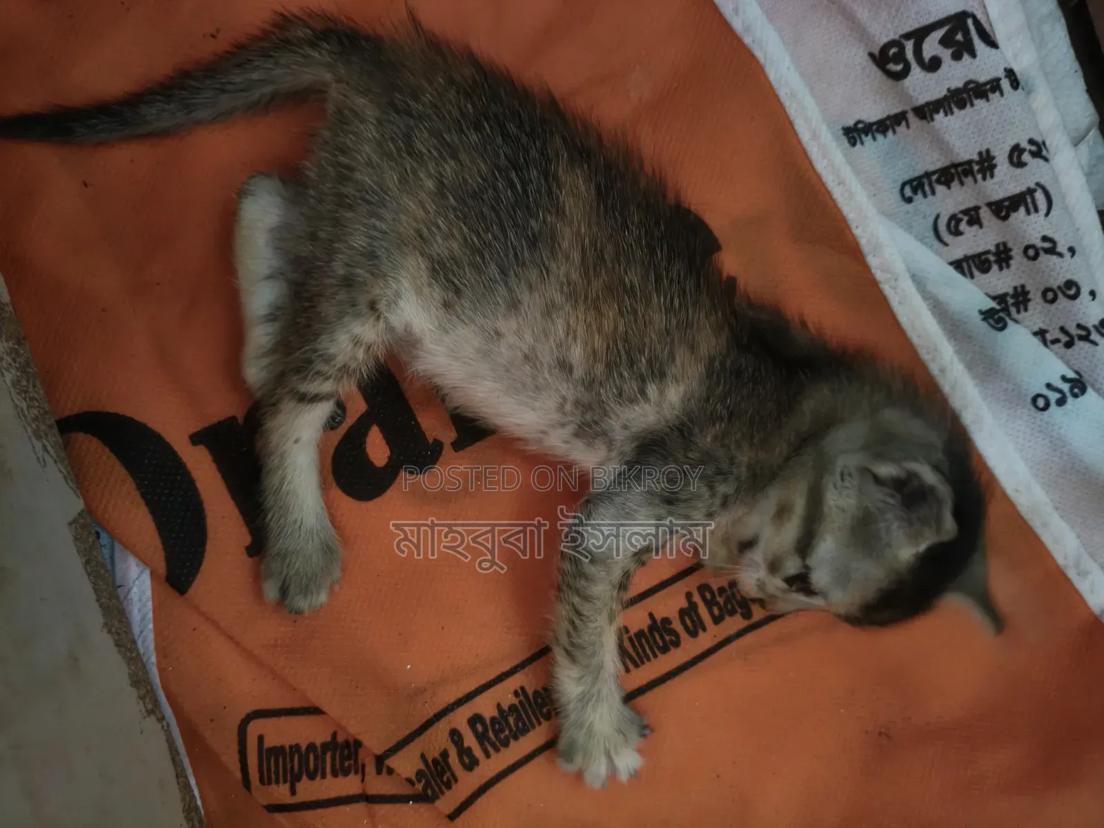 0-1 month Female Mixed Breed Bengal